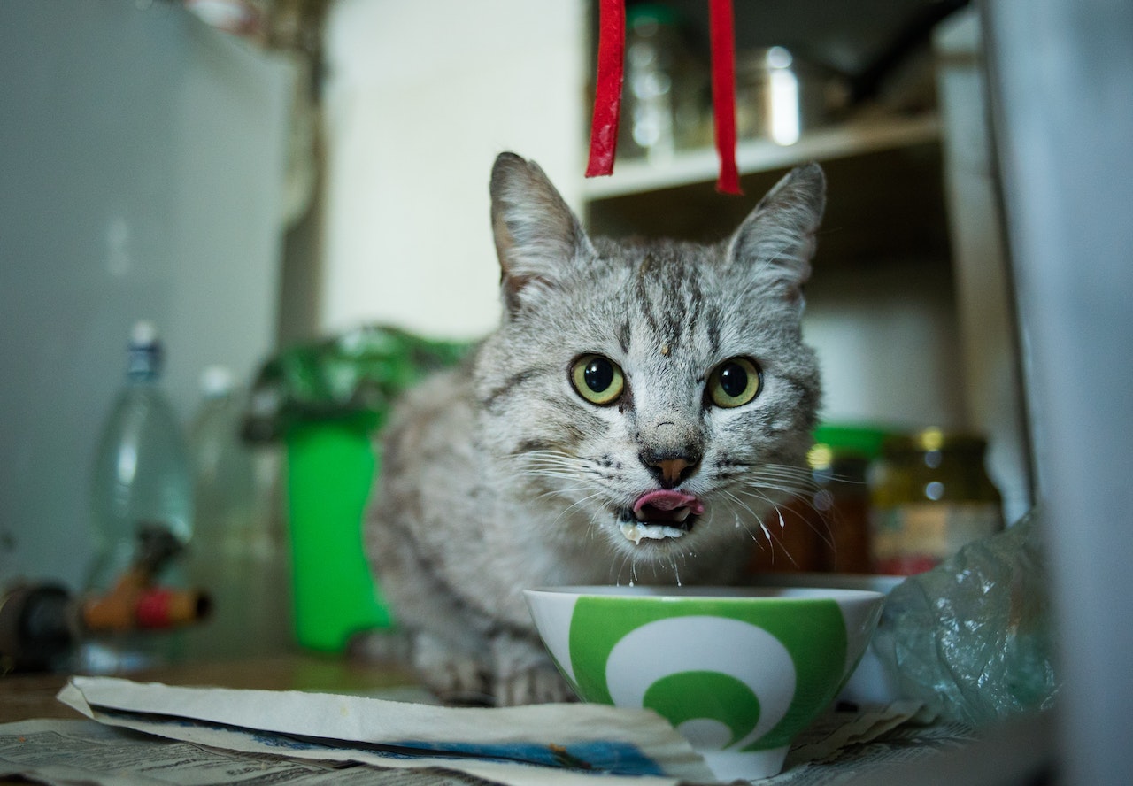 behandeling-voedselallergie-kat