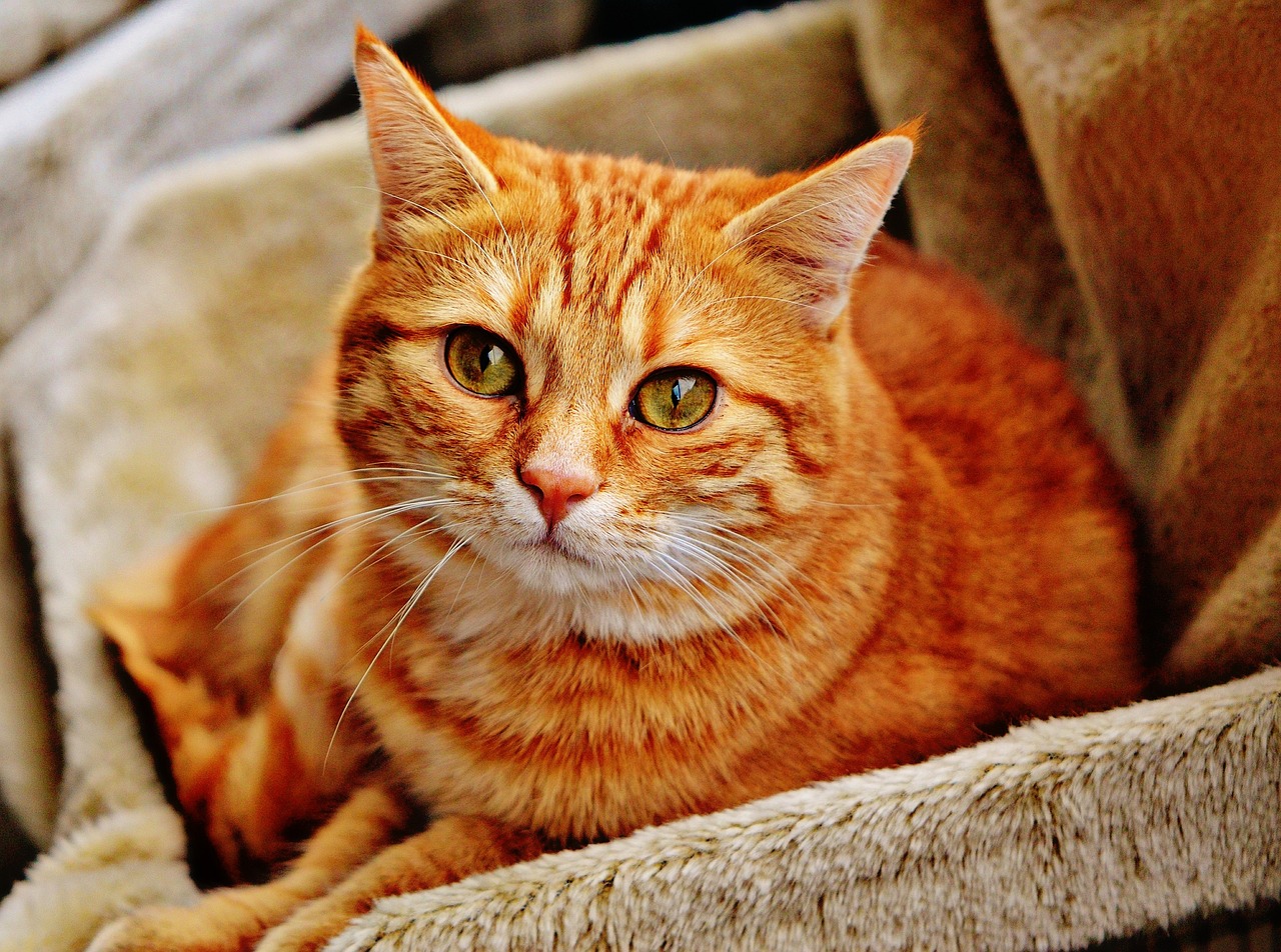 Oorzaken van overgewicht bij katten