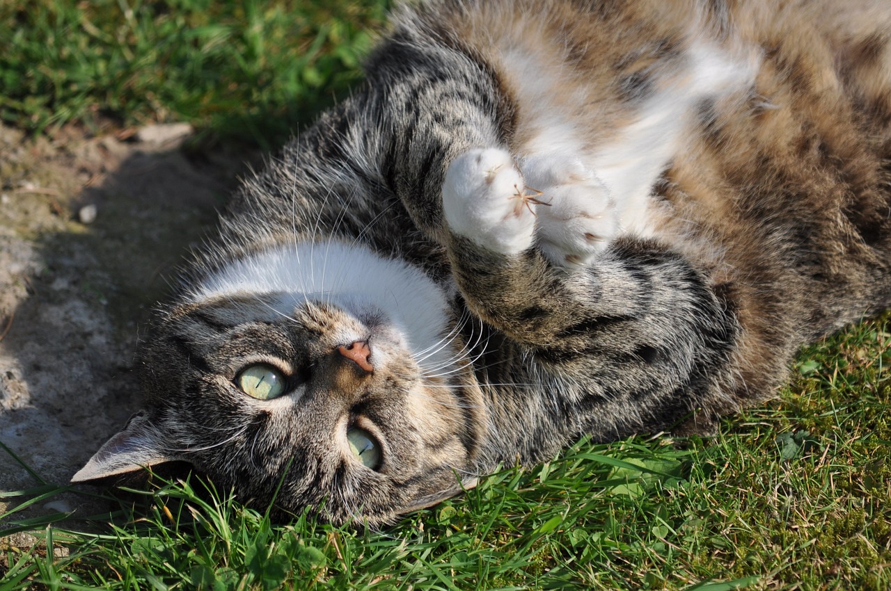 Hoe overgewicht bij katten te voorkomen en te behandelen?