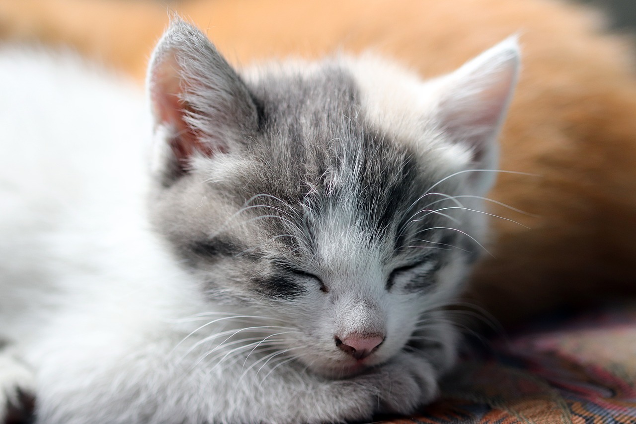 Het belang van eiwitrijk dieet voor katten Het belang van eiwitrijk dieet voor katten