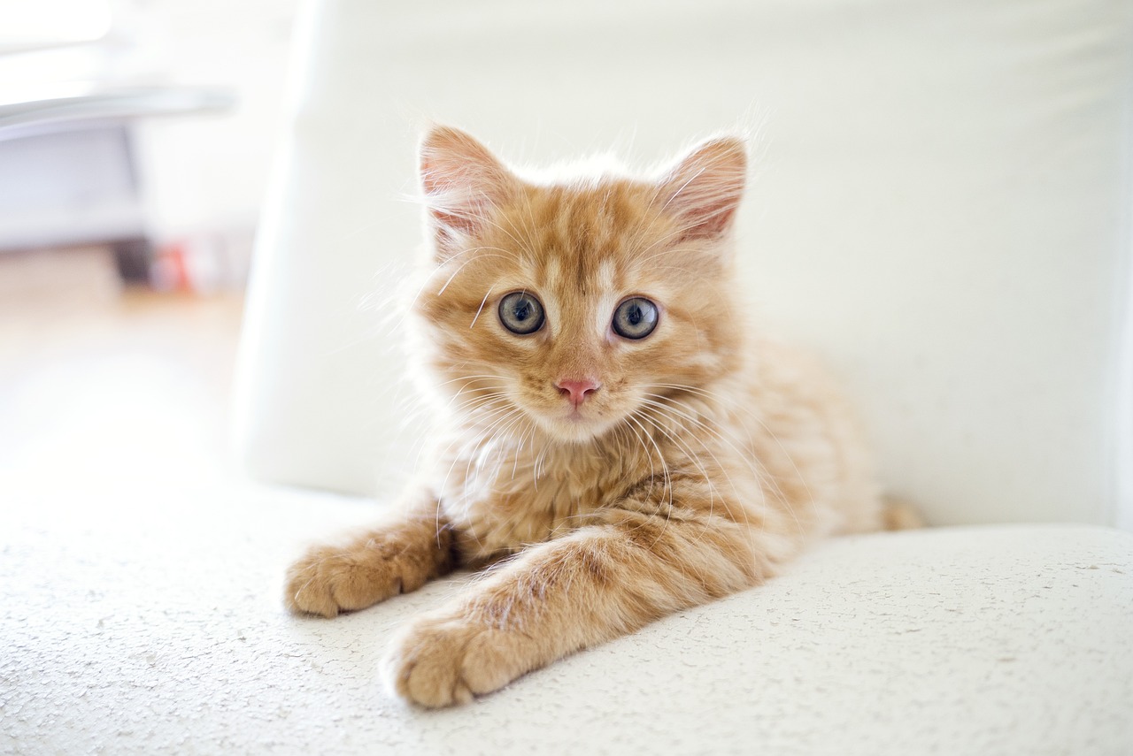 Preventieve maatregelen voor een gezonde hydratatie bij katten
