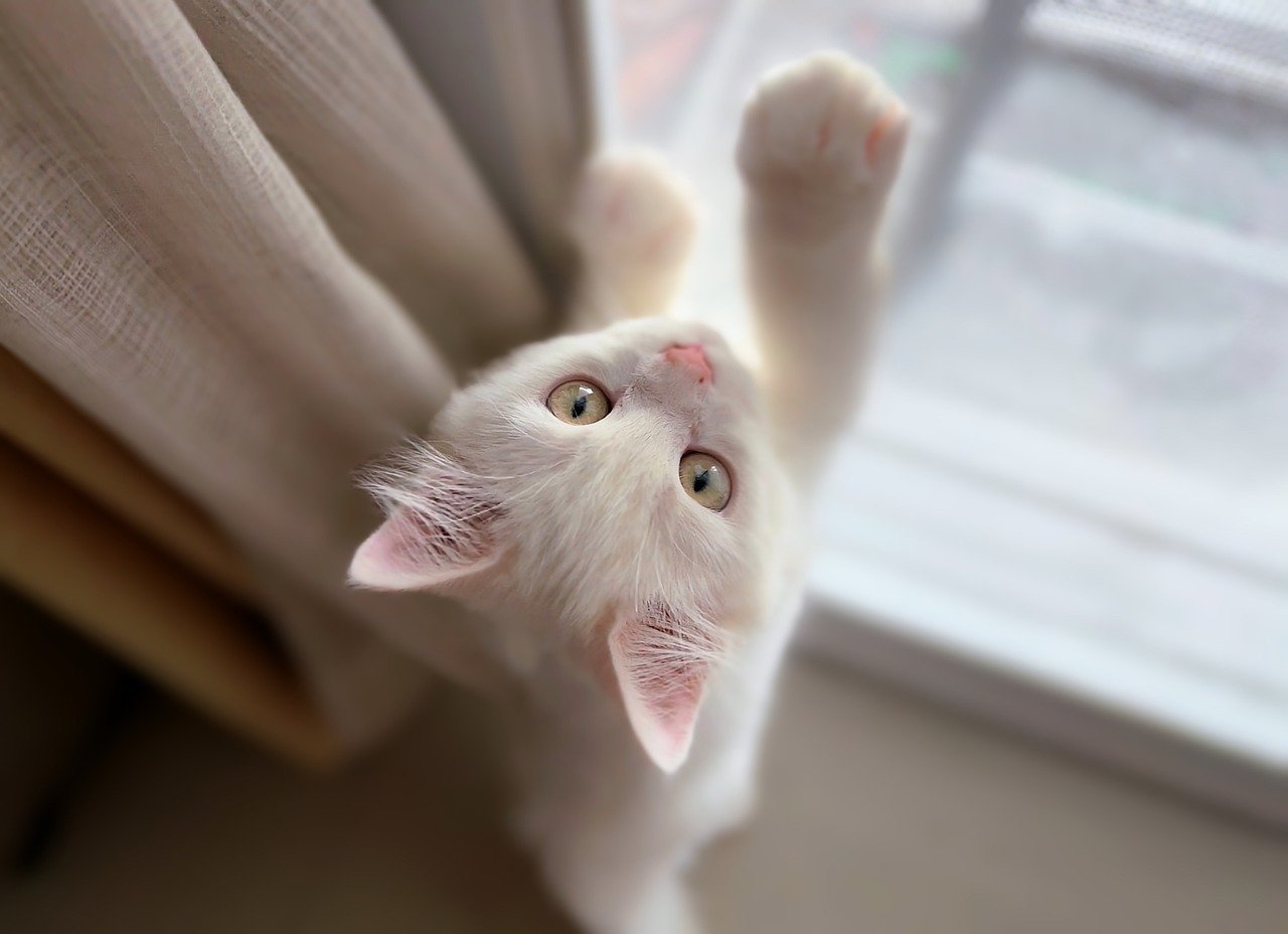 Preventie van Agressie bij Katten