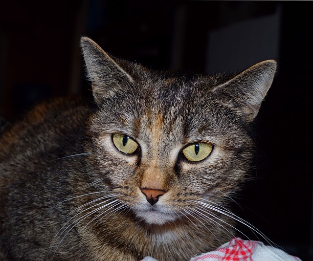 Populaire merken kattenvoer