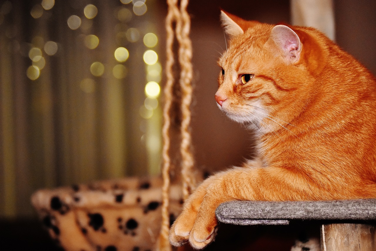 Preventie en tips voor het omgaan met voedselallergie bij katten Preventie en tips voor het omgaan met voedselallergie bij katten
