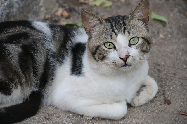 Tips voor het verbeteren van de slaap van je kat