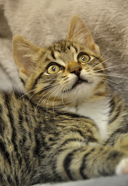 Wat te doen als je kat te dik is? Wat te doen als je kat te dik is?