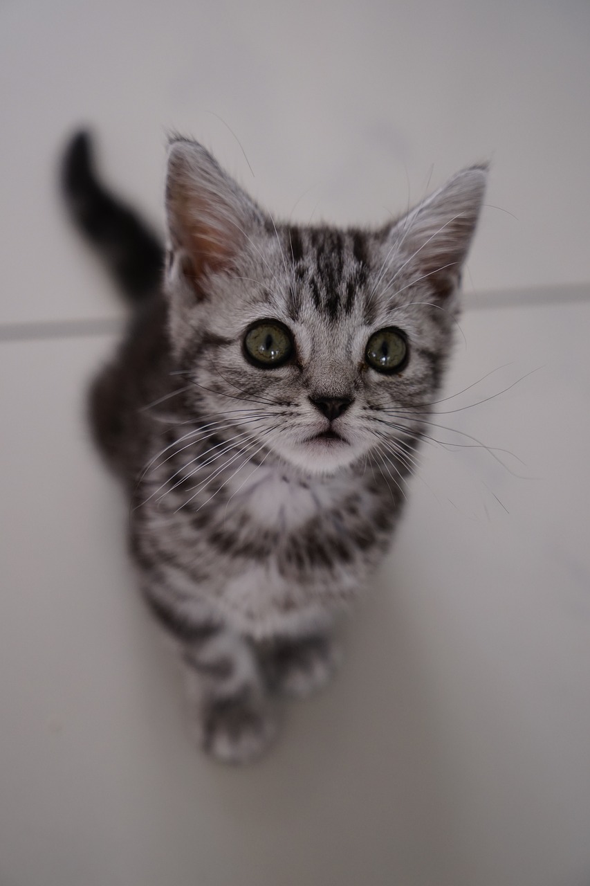 Behandeling van voedselallergie bij katten Behandeling van voedselallergie bij katten