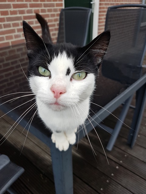 Hoe kun je kater gedrag beheren? Hoe kun je kater gedrag beheren?