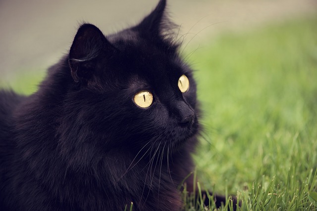 Wat te doen als je kat veel water drinkt Wat te doen als je kat veel water drinkt