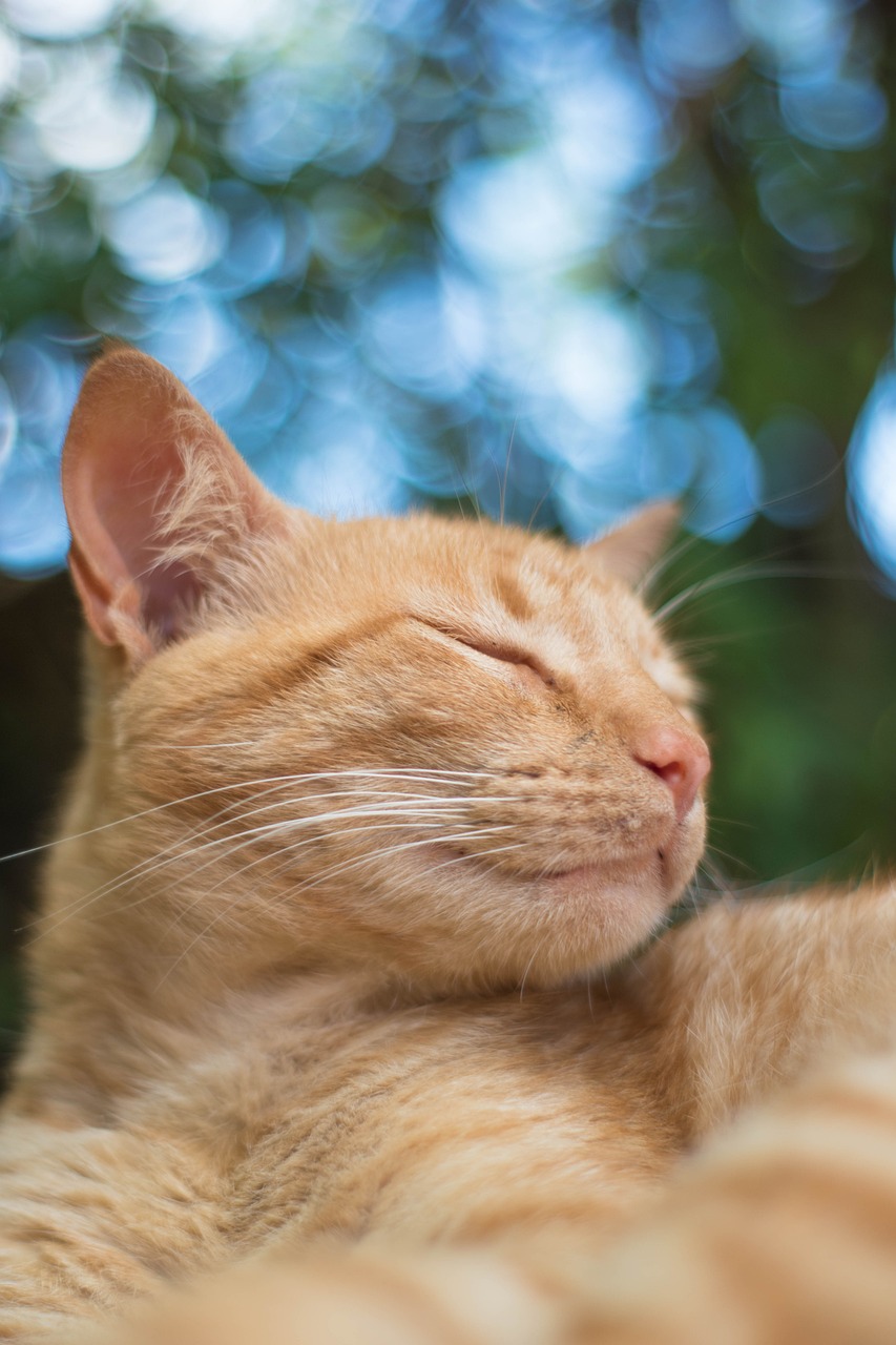 Tips voor het succesvol tandenpoetsen bij katten